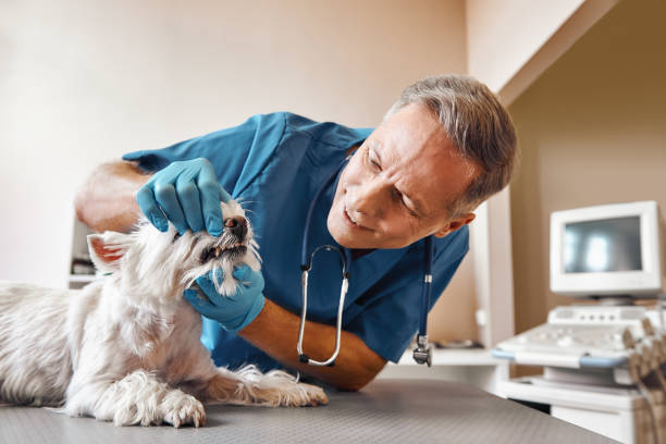 Best Emergency Dental Care for Trauma or Injury in Doffing, TX